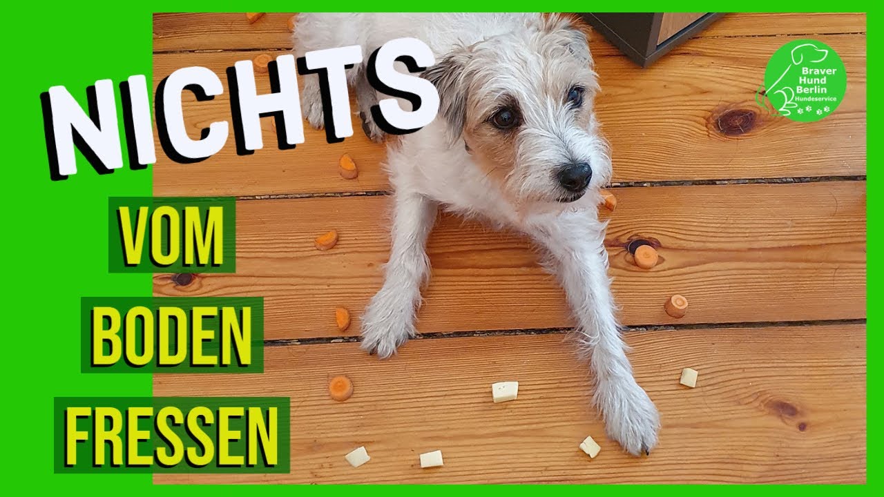 Es nervt! Mein Hund frisst alles vom Boden.