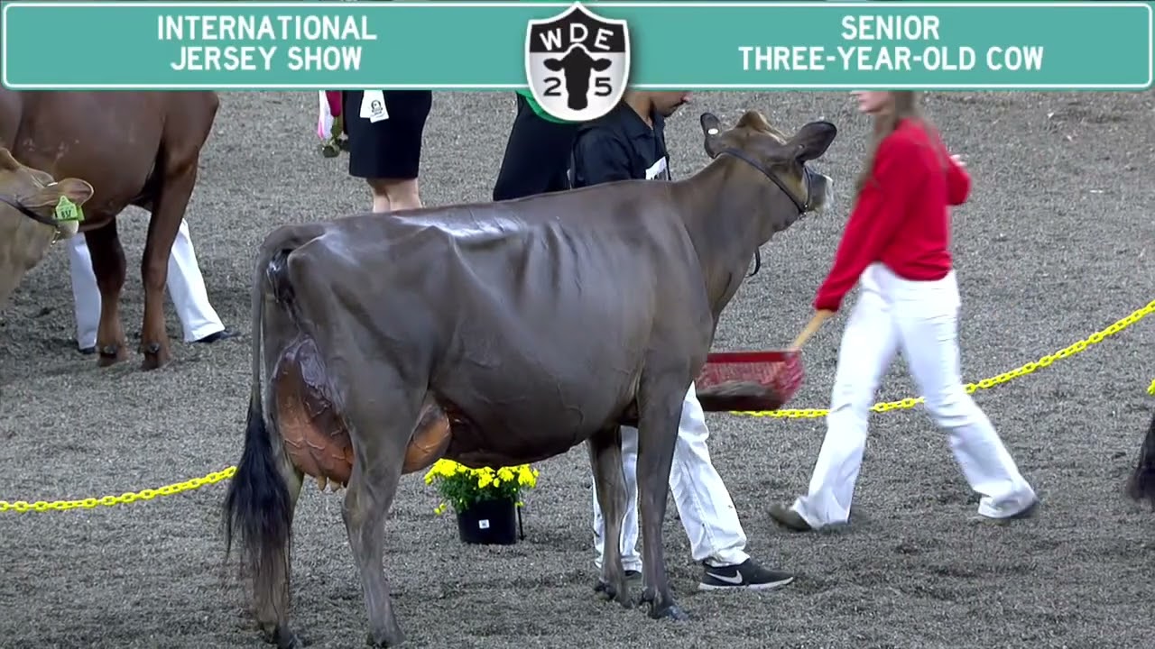 833 Jersey Senior Three Year Old Cow