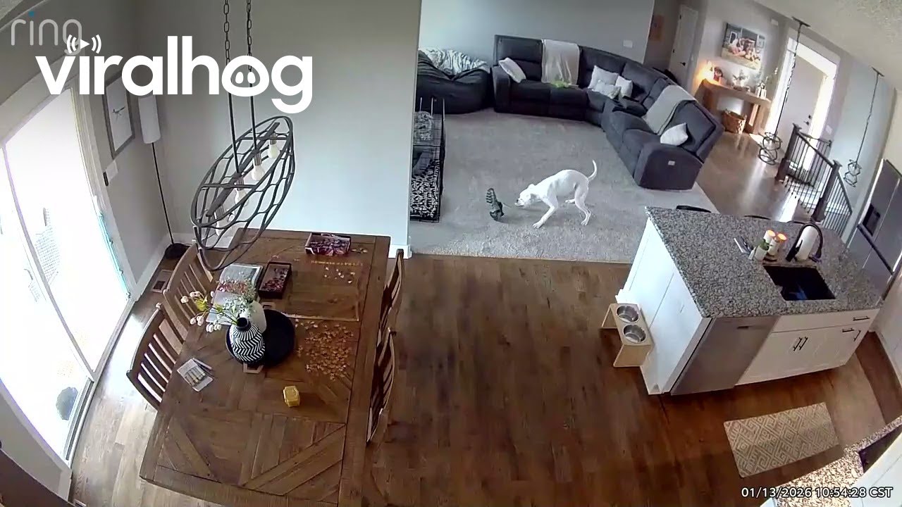 Boxer Dog Whips Shoe In Circles || ViralHog