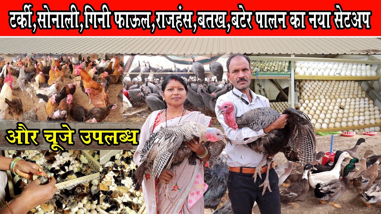 टर्की+गिनी फाउल+बटेर+सोनाली+बतख पालन का नया सेट अप।Turkey+Guinea Fowl+Bater+Sonali murgi