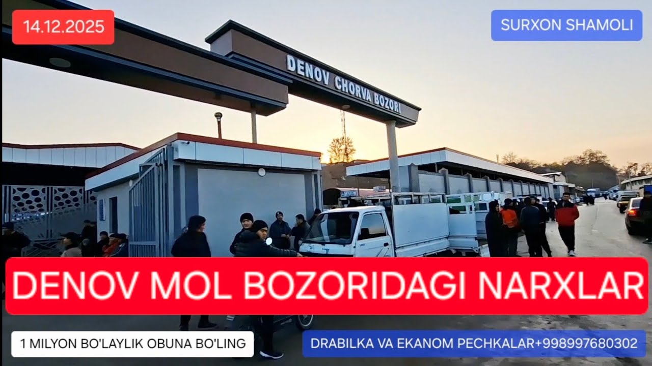 14.12.2025 DENOV MOL BOZORI SIGIR BUZOQLAR VA BUQALAR NARXLARI
