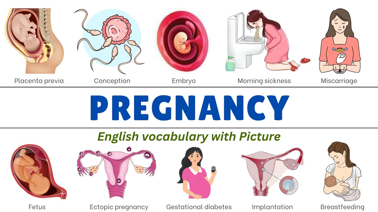 🎯 Освойте английскую лексику о беременности — учитесь быстро и легко! 🤰 | Слова для ежедневного и...