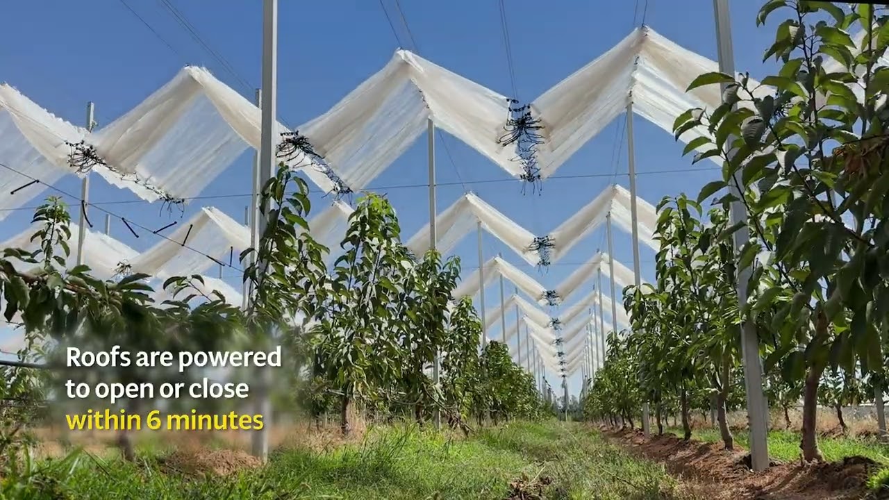 Weather protect your profits! Auto-Dry™ motorized rain shelter installed over cherries in Australia!