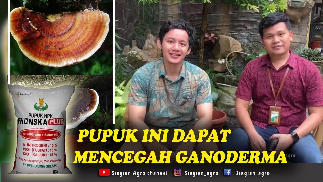 Kelebihan dan keunggulan pupuk NPK PHONSKA PLUS