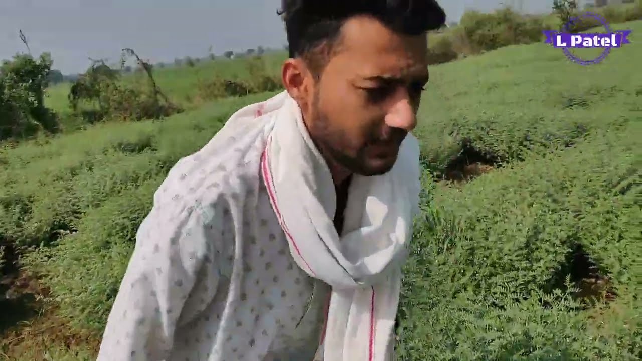 rvg 203 चने की असलियत जान लो आज ही क्या अंतर है 202 से चना कैसा है