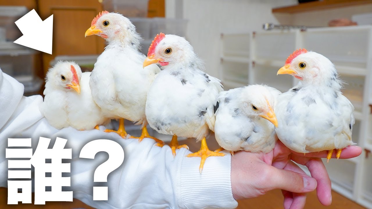 ニワトリが孵化した1か月後、1羽だけおかしな子が…