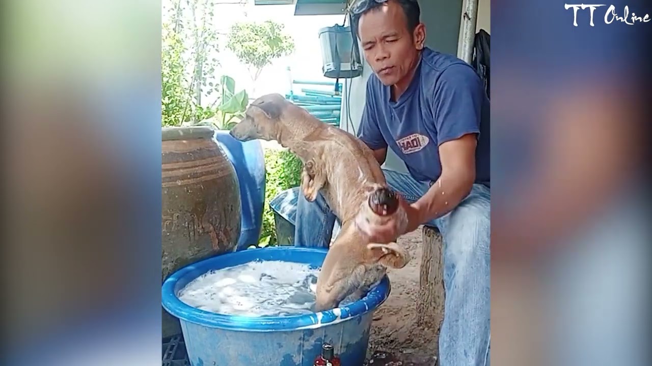 This Poor Dog’s First Bath… Look How Happy He Is