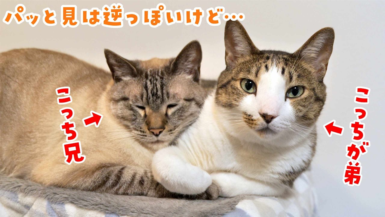 弟猫が家族になってもうすぐ6年。この子たち、ず〜〜っと仲良しです笑