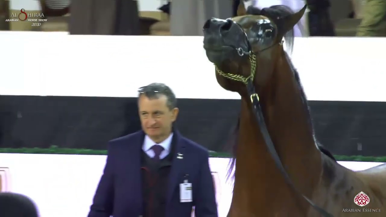 N337 D RASHAF - Al Shiraa Int. Arabian Horse Show 2020 -  Stallions 4-6 Years Old (Class 10B)