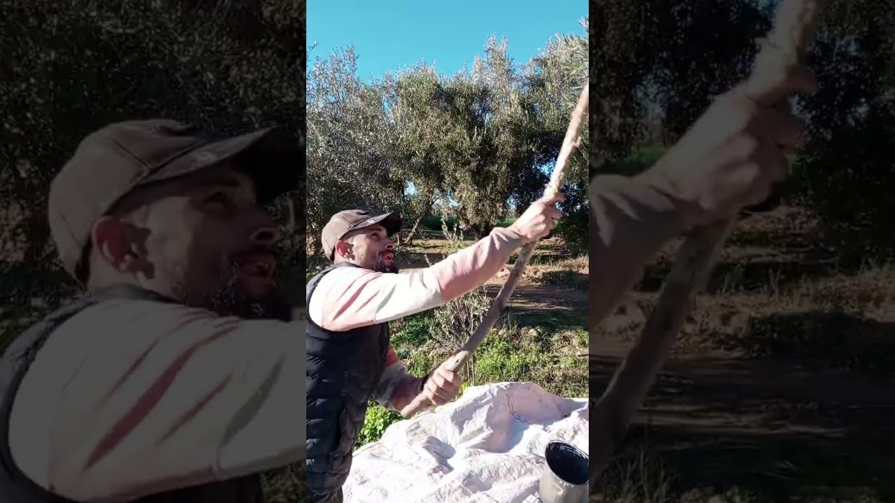 اليوم بدايات الزيتون 🫒كنحيدوه من بعد هاد الامطار الخير 🫒🫒