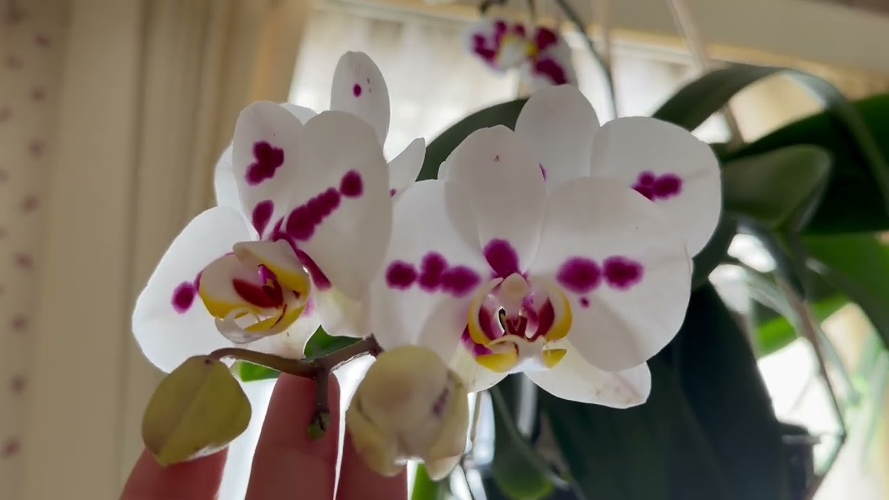 Orquídeas phalaenopsis  actualización. 