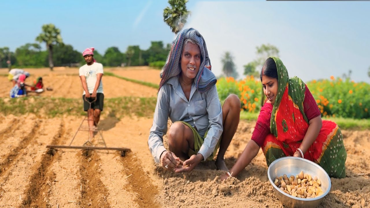 গ্রামের মাঠে আলু চাষের সম্পূর্ণ প্রক্রিয়া | এই ভিডিওতেই জানুন আলু কীভাবে চাষ হয় | Gramer&nbsp;Alu&nbsp;Chash