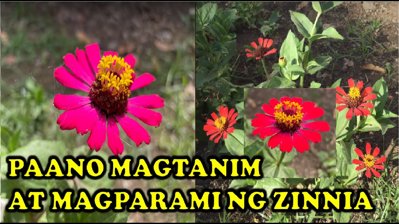 HOW TO GROW ZINNIA | PAANO MAGTANIM NG ZINNIA | PAANO MAGPARAMI NG ZINNIA | PLANT LOVER’S DIARY
