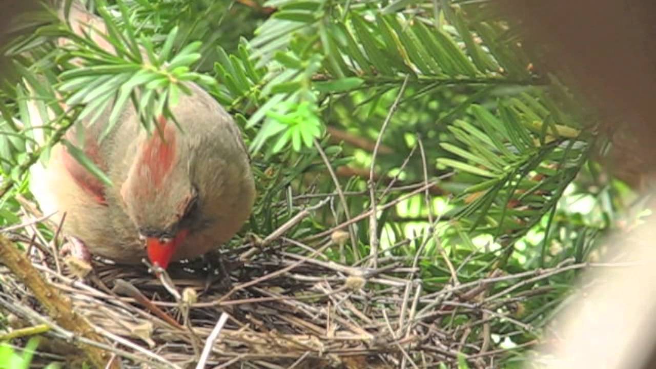 Northern Cardinals and chicks 1 day old