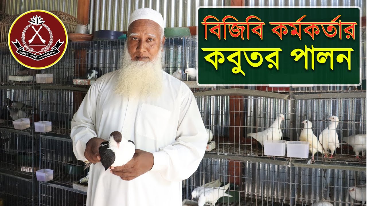 অবসরপ্রাপ্ত বিজিবি কর্মকর্তার দেশি এবং কাগজি কবুতরের খামার।Deshe Pigeon farming