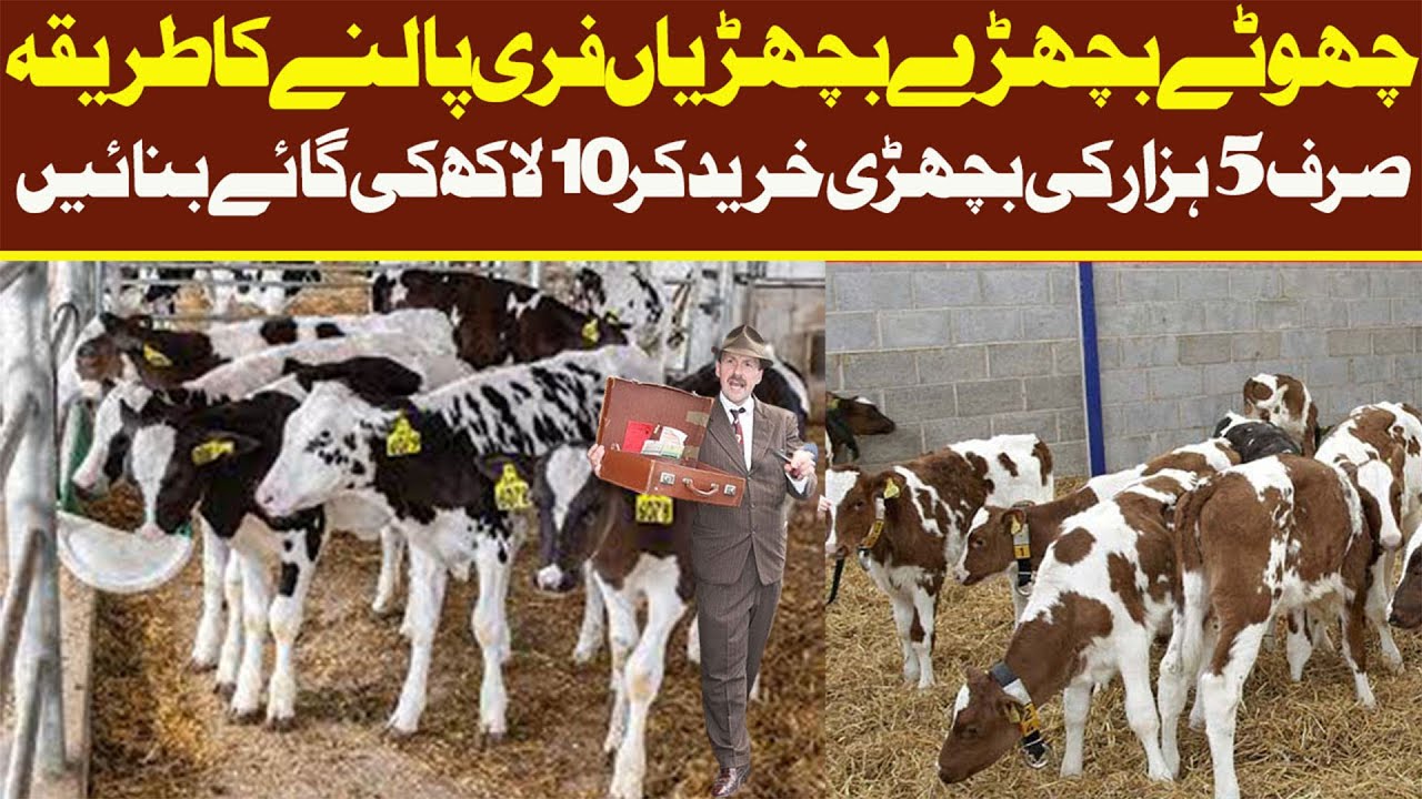 Zero Size American Ghulabi Calf In Pushu Mandi Punjab | Australian Friesian Jersey |  Malumor Mandi 