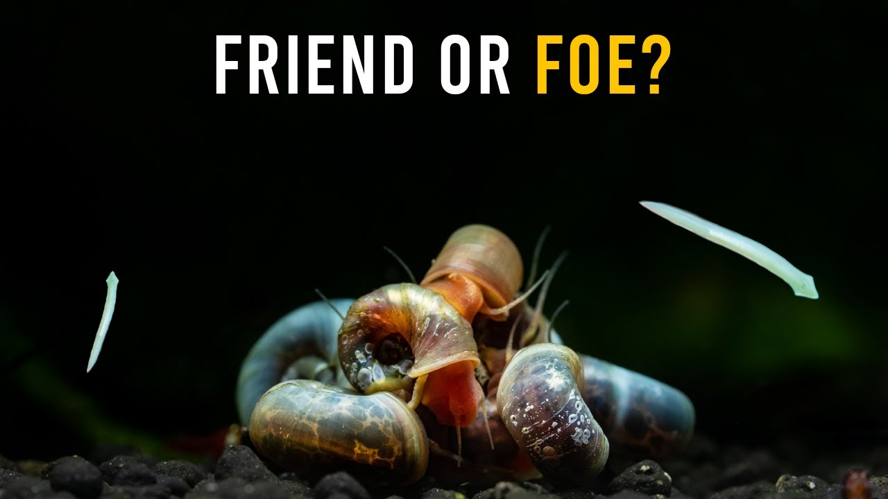 Not All Aquarium Pests Are Dangerous — Some Are BENEFICIAL!