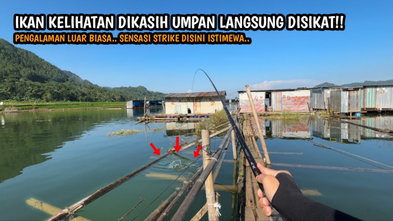 IKAN KELIHATAN DI KASIH UMPAN LANGSUNG DISIKAT!! Mancing di Waduk Wadas Lintang pakai umpan udang