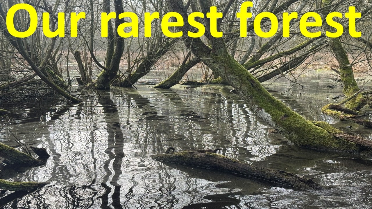 Затопленные леса: экология, угрозы и восстановление.