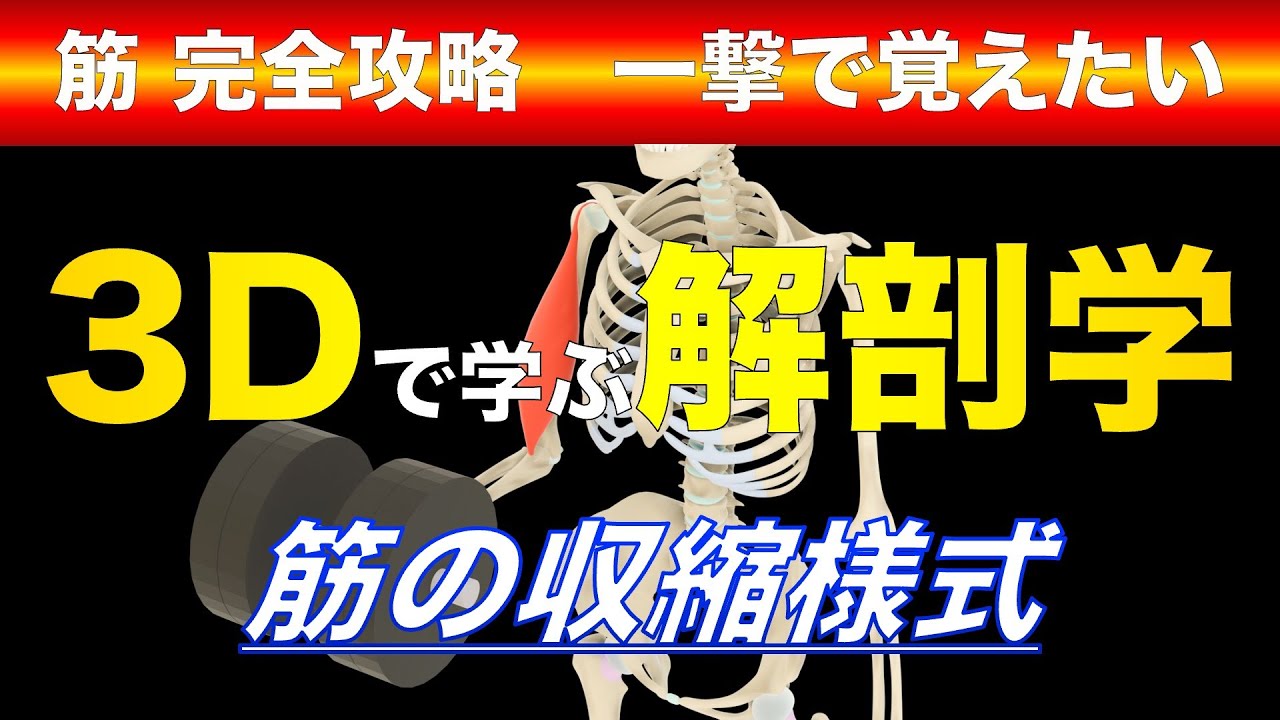 〇〇性収縮ってどんな運動？　筋の収縮様式の違い　#筋トレ　#ボディメイク　#pt国試