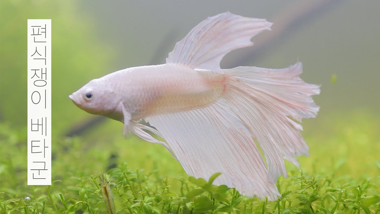 [ENG] 편식쟁이 베타군 | 물멍 | picky eater | Betta Fish | MulMung