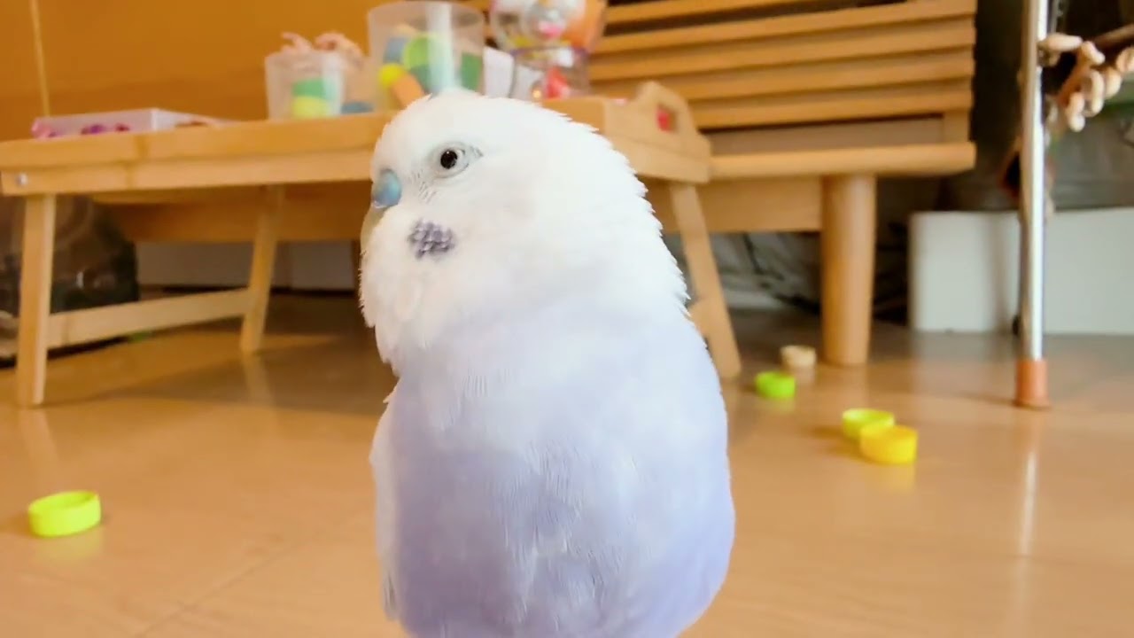まったり過ごすおれの日【お喋りいっちゃん】