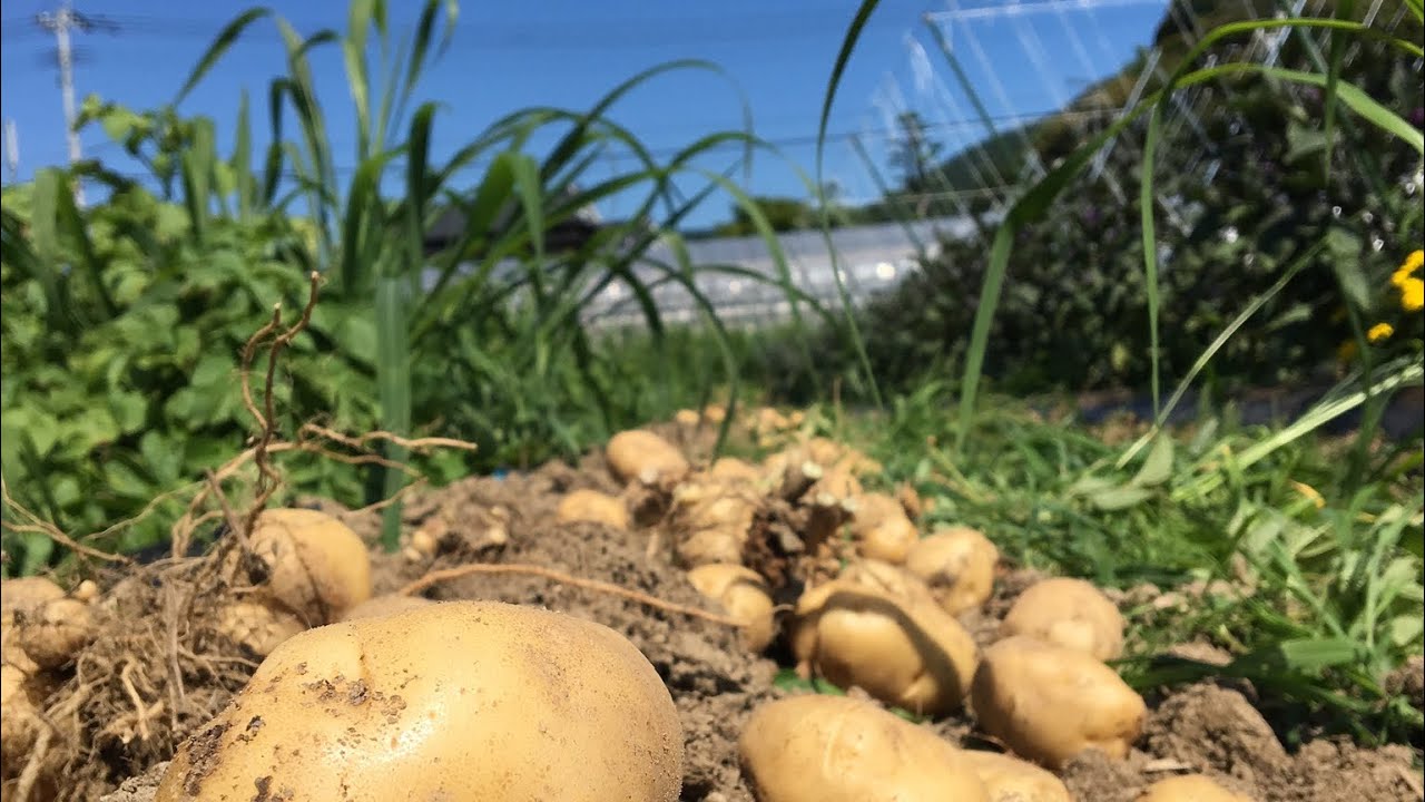 家庭菜園のすすめ2月からの準備　#春　#春野菜　#家庭菜園 #農家 #農業 #diy