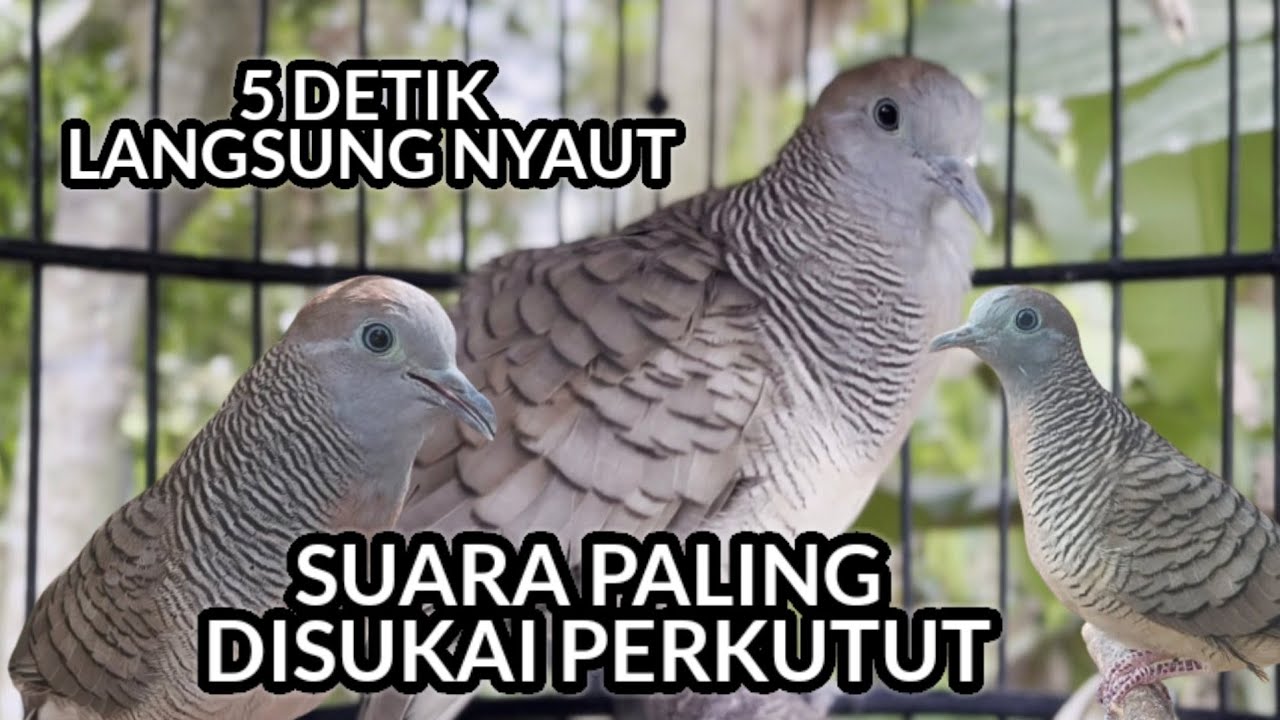 GAK PAKE LAMA SEMUA PERKUTUT AKAN NYAUT SAAT DENGAR SUARA PERKUTUT INI, BIKIN CEPAT MANGGUNG