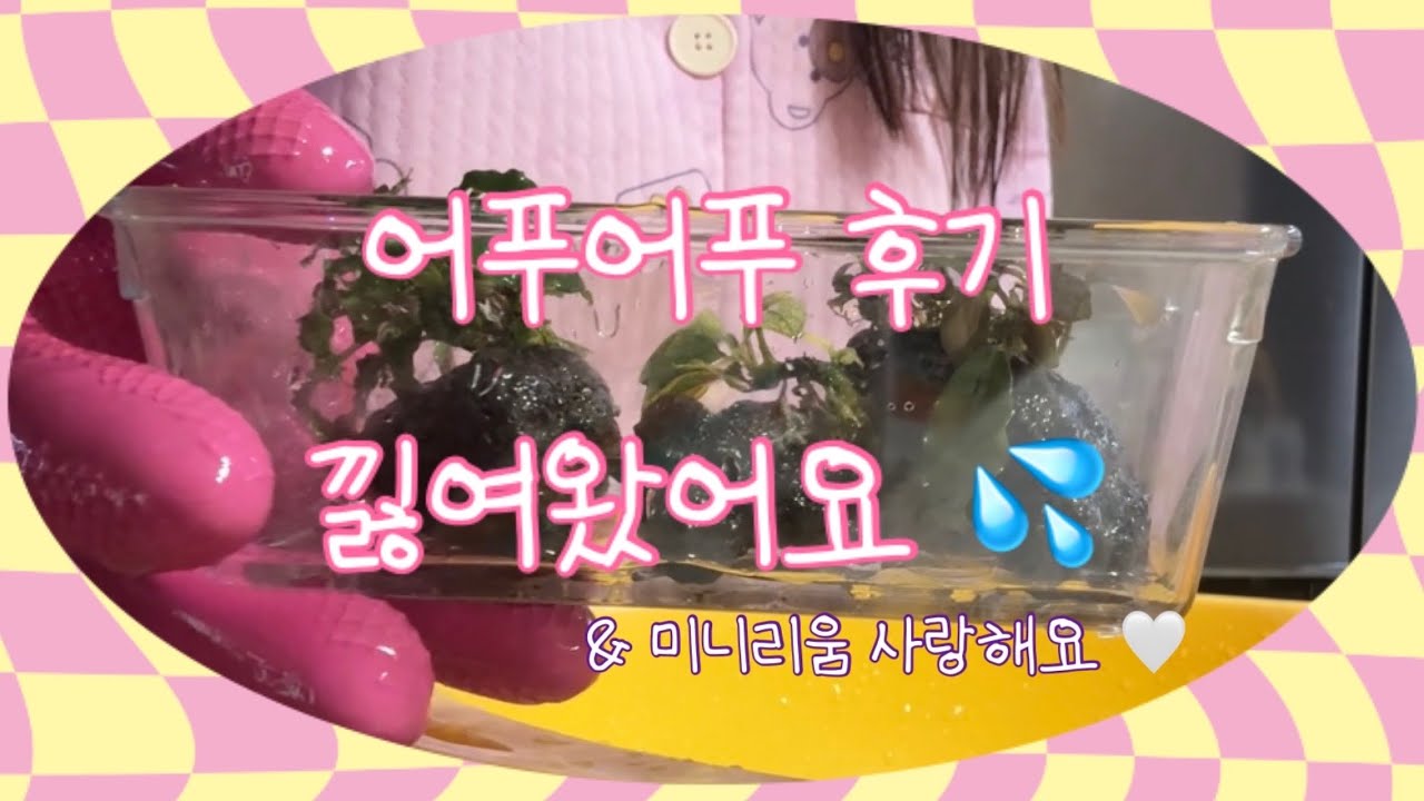물생활 V-log | 운정 스타필드 빌리지 | 어푸어푸 후기 💦 | 안시항 도전 ?! | 미니리움 수초 🍀 | 스노우 화이트 안시 롱핀