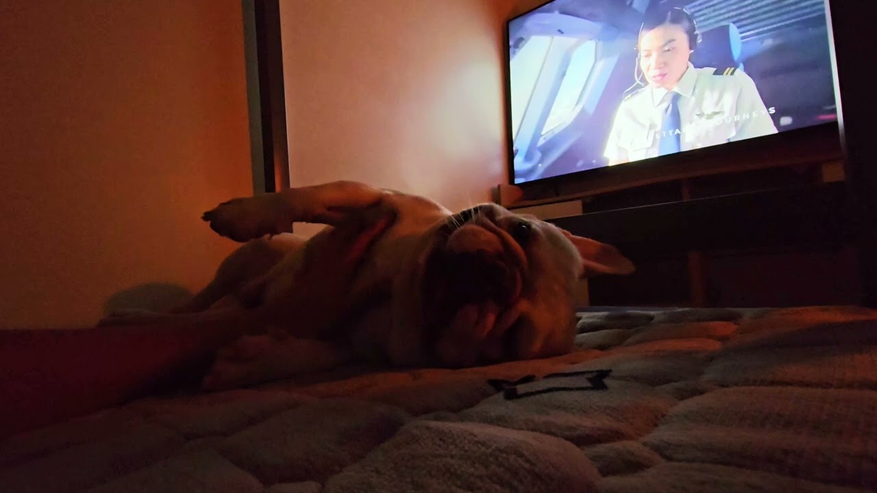 While watching @MissUniversePH #Ahtisa #shorts #asmr #FrenchBulldog 🐾 #Frenchie