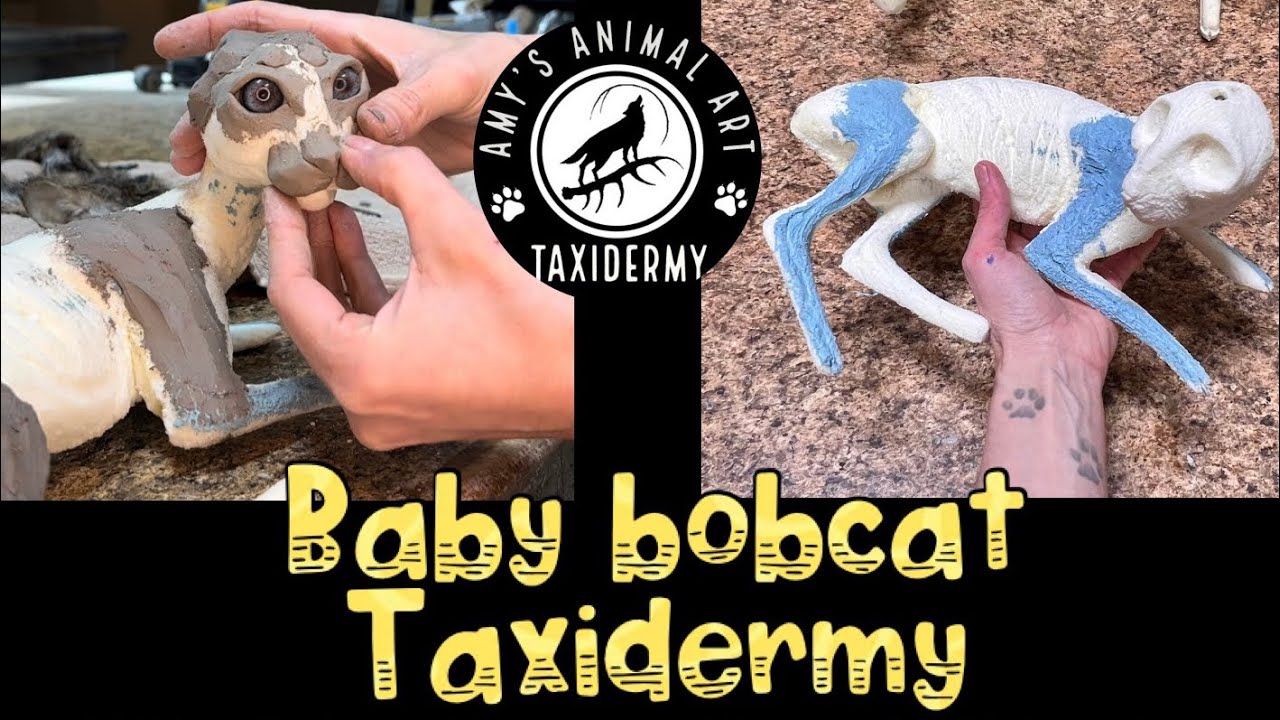 Baby bobcat taxidermy - assembly on a custom carved form!