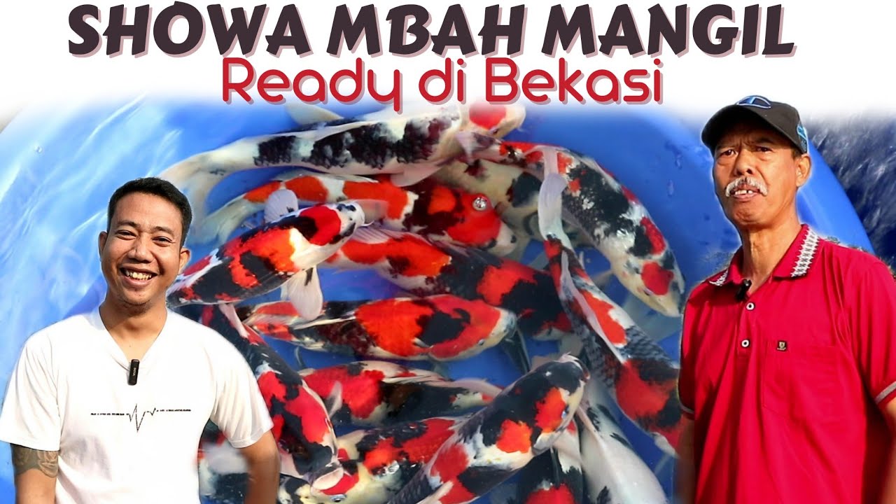 MAS YUDHA BORONG SHOWA SUPER MBAH MANGIL ! SIAP DIECER!!