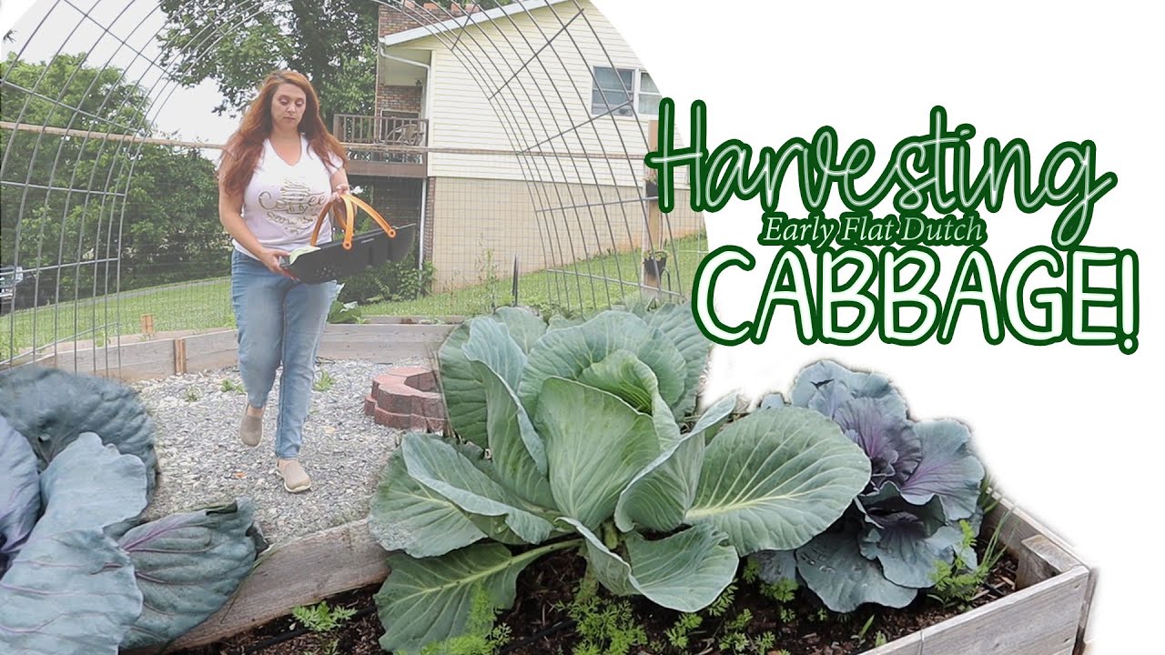 HARVESTING  OUR FIRST CABBAGE OF THE SEASON!! || Early Flat Dutch Green Cabbage
