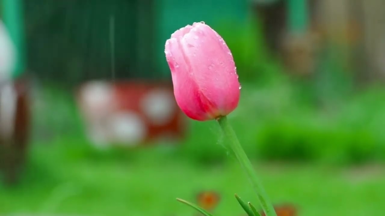 Shobai Toh Shukhi Hote Chay (Cover Version by Kazi Arindam)