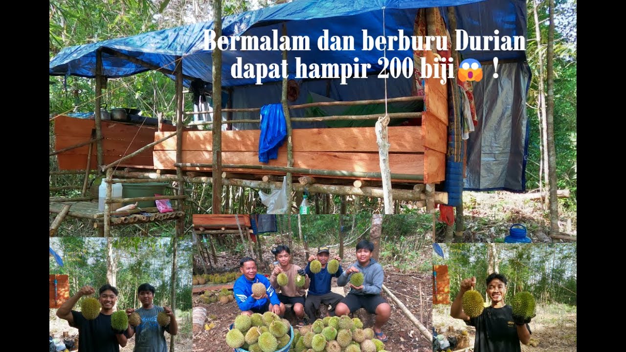 Berburu Durian Paling enak di Kalimantan🤤 dapat hampir 200 biji  dalam satu malam !