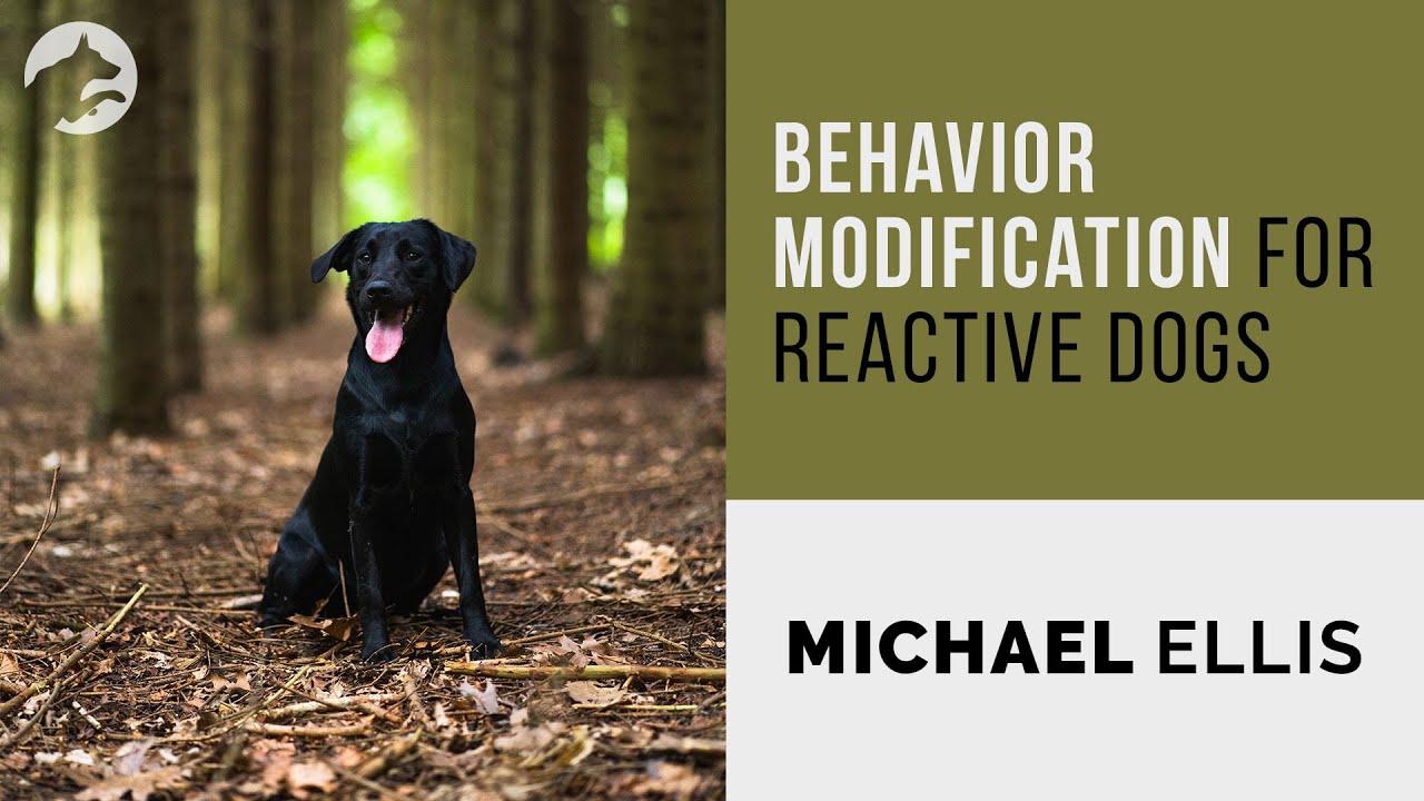 Behavior Modification for Reactive Dogs - Michael Ellis