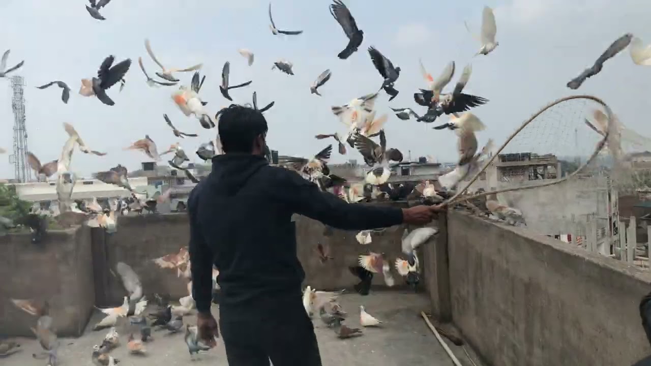 26/January/2023 Jajmau kanpur || 251 kanpur Pigeons