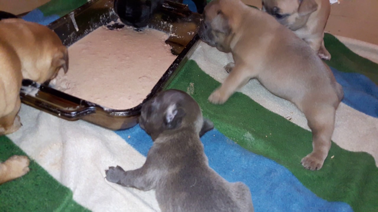 French Bulldog Pups Eating First Meal