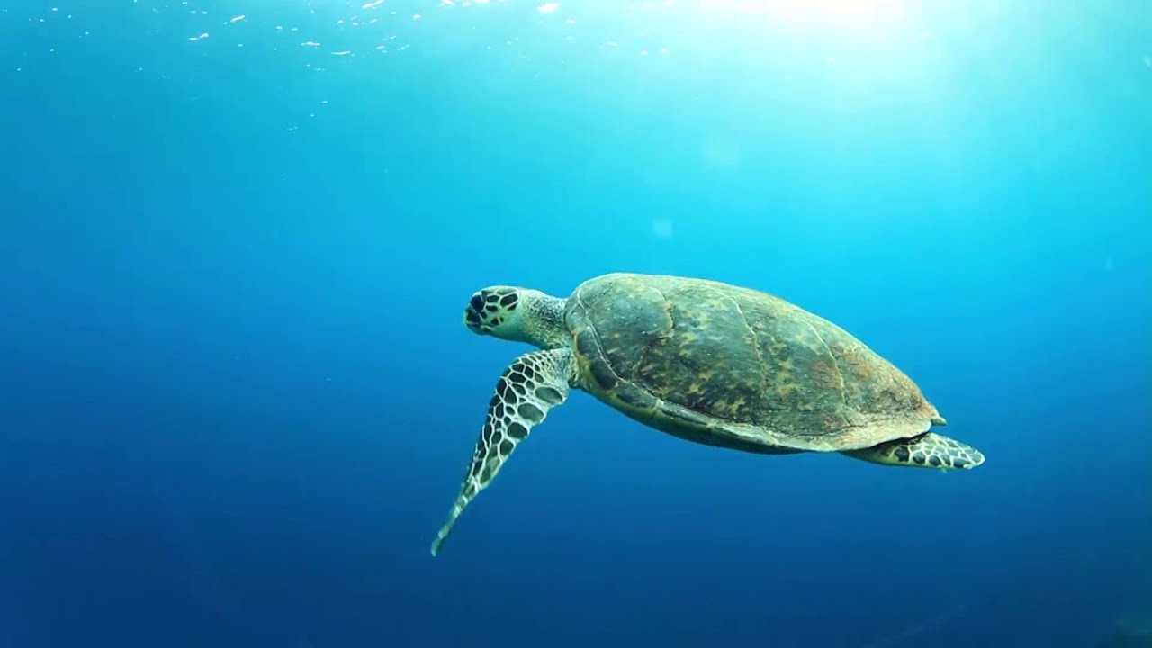 Sharm El Sheikh in 45 Seconds