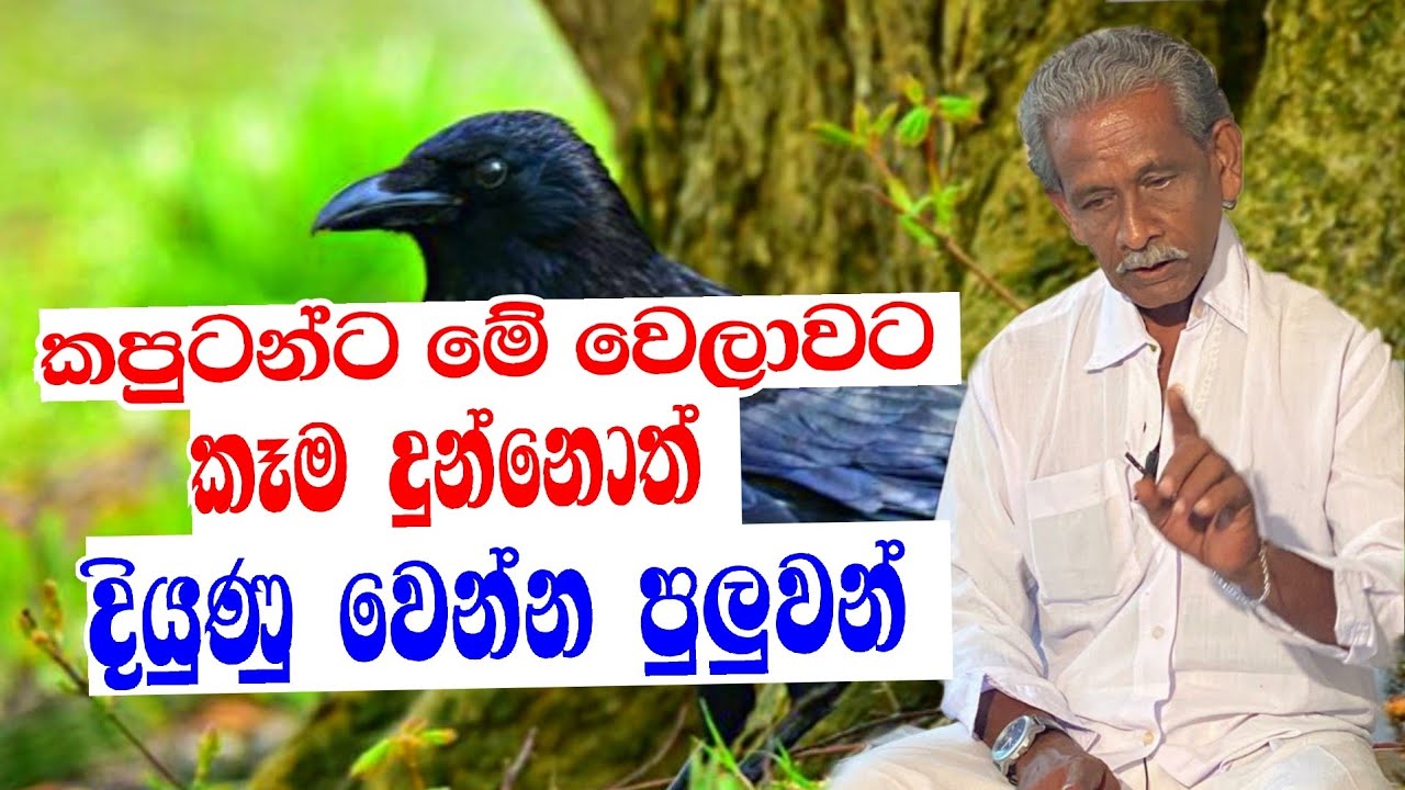 කපුටන්ට මේ වෙලාවට කෑම දුන්නොත් පවුලම ගොඩ | P.D. Liyanage | Ape pansala