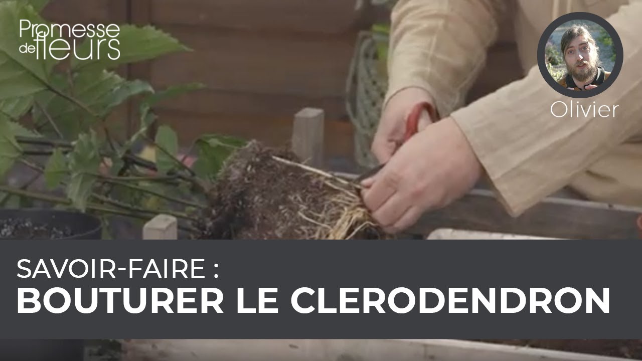 Savoir-faire : bouturer un clérodendron
