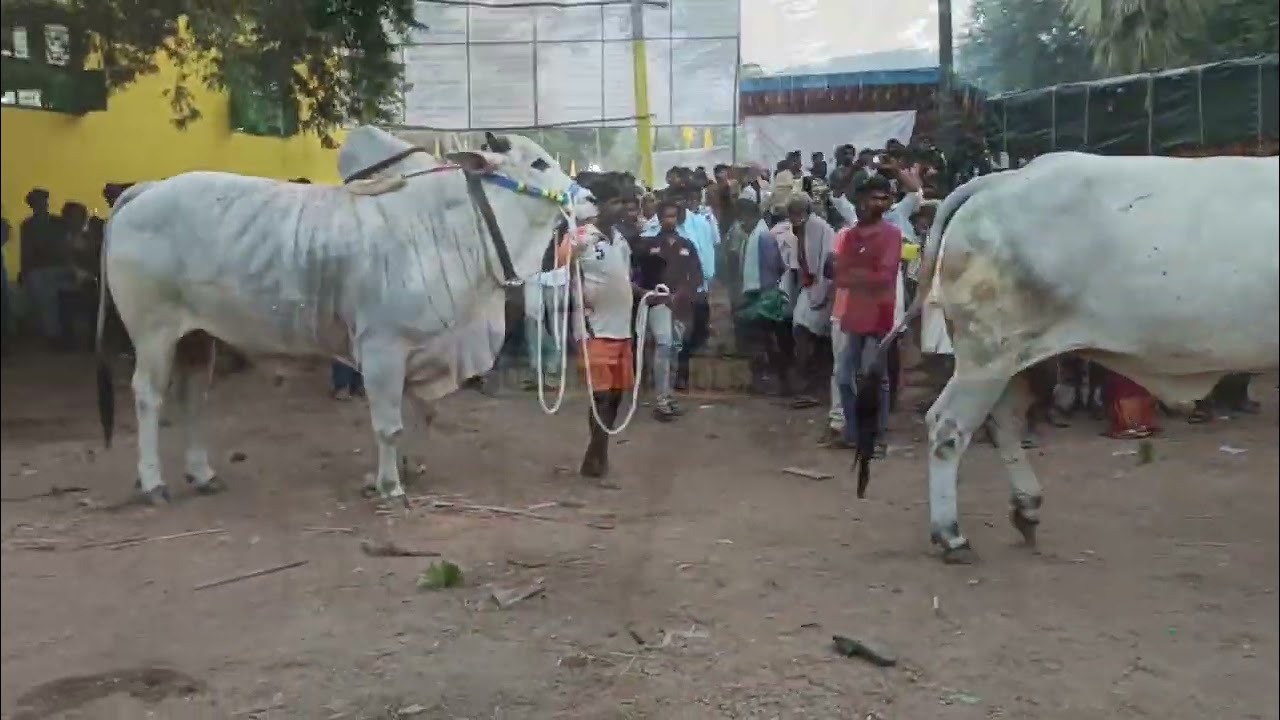 #మహానంది లో కురుక్షేత్ర మహాసంగ్రామానికి యుద్ధభూమిని సిద్ధంచేసిన మహానంది కమిటీ 