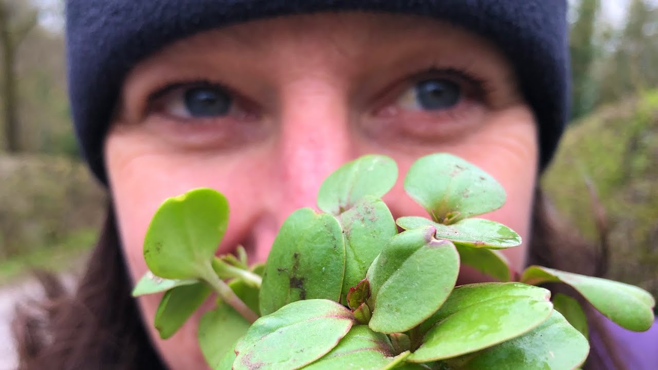 Ecology - it's more than just surveys