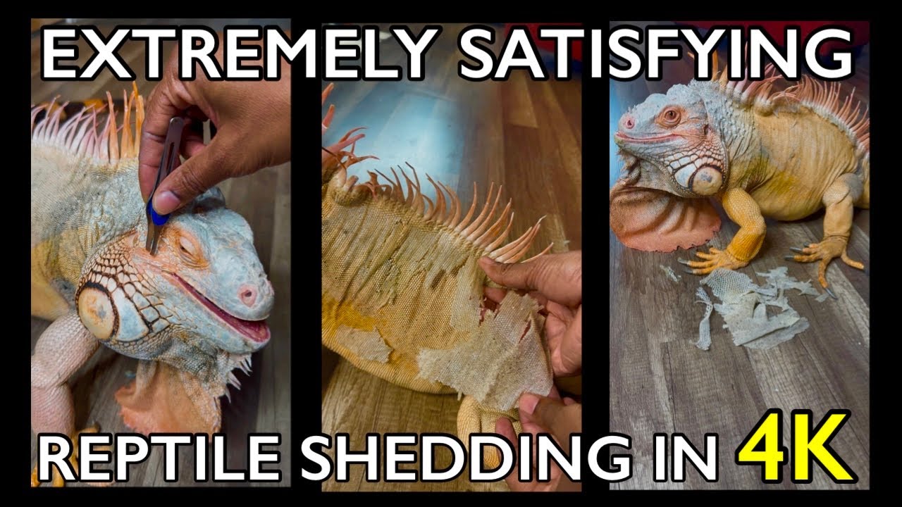 EXTREMELY SATISFYING IGUANA SHEDDING VIDEO (2025) - Rocket The Iguana