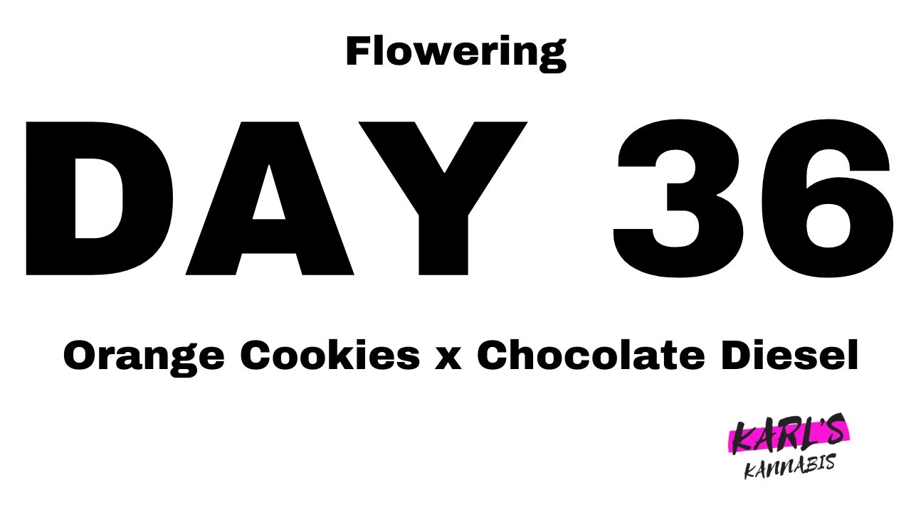 🌿 Flowering Day 36 - Orange Cookies x Chocolate Diesel Cannabis Strain - Medical Marijuana 🌸