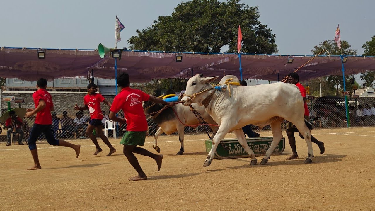 రెంటచింతల 2 పళ్ళు 7వ TSR BULLS క్రపా గ్రామం బాపట్ల జిల్లా 