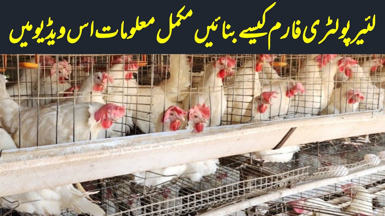 Layer Hen Farming in Pakistan | How to become Millionaire| Biggest and Modern Layer Farm of Pakistan