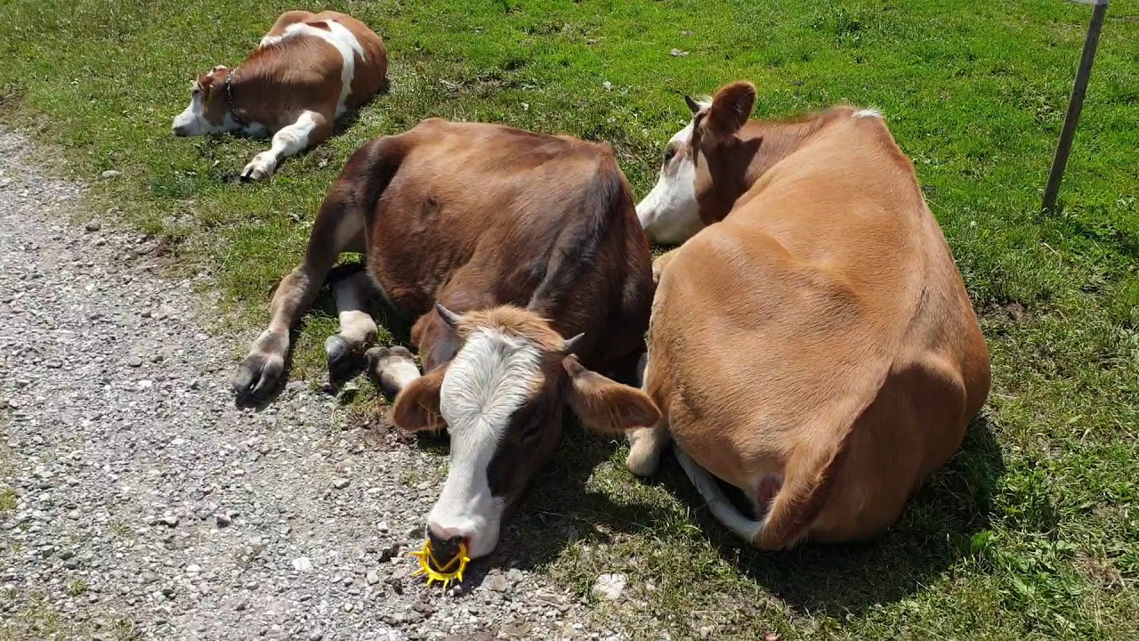 Sprehod na Veliki planini