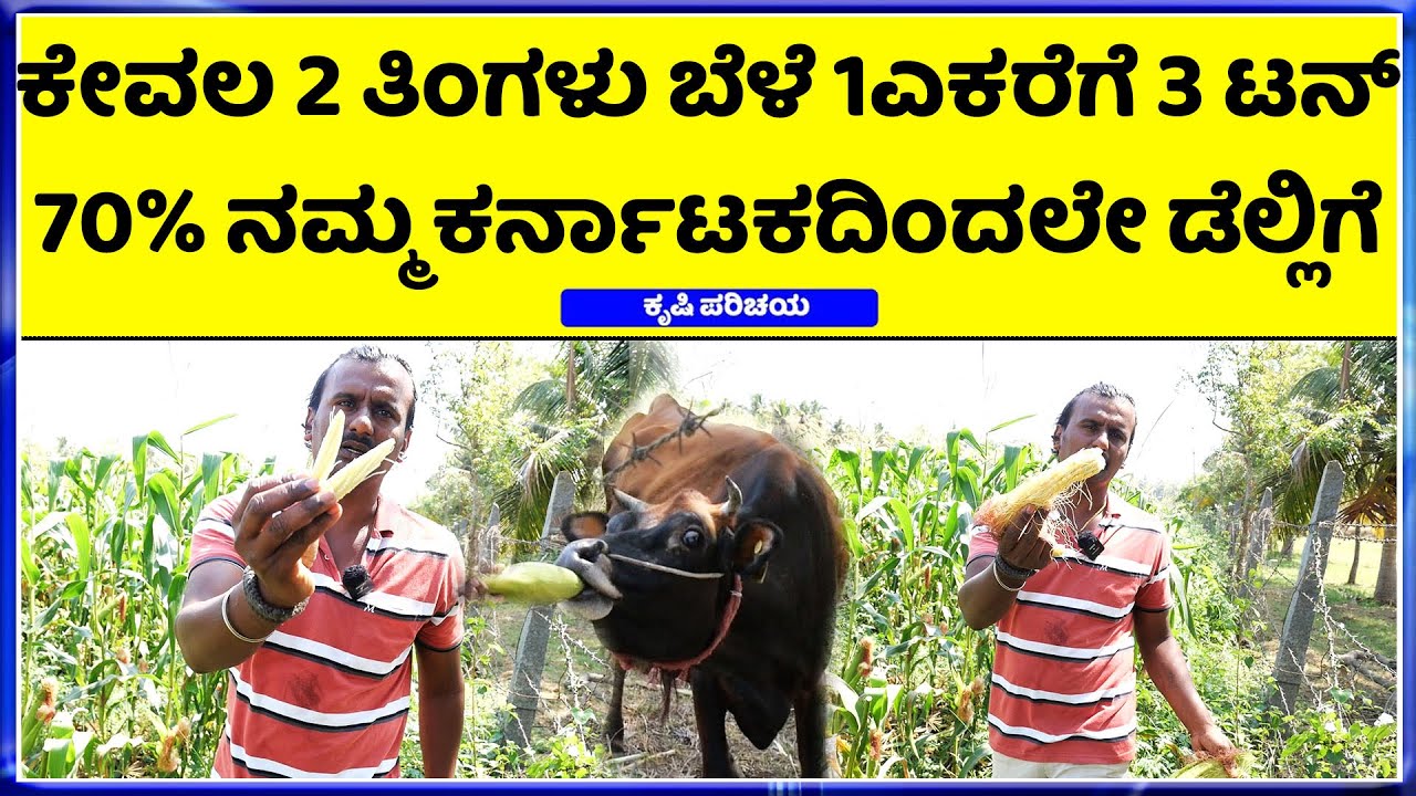 ಹಸುಗಳಿಗೆ ಸೋಡಾ ಉಪಯೋಗಿಸುವುದರಿಂದ 40 ಕಾಯಿಲೆಗಳು ಗುಣವಾಗುತ್ತೆ ..! mekke jola  ||CORN Crop in kannada