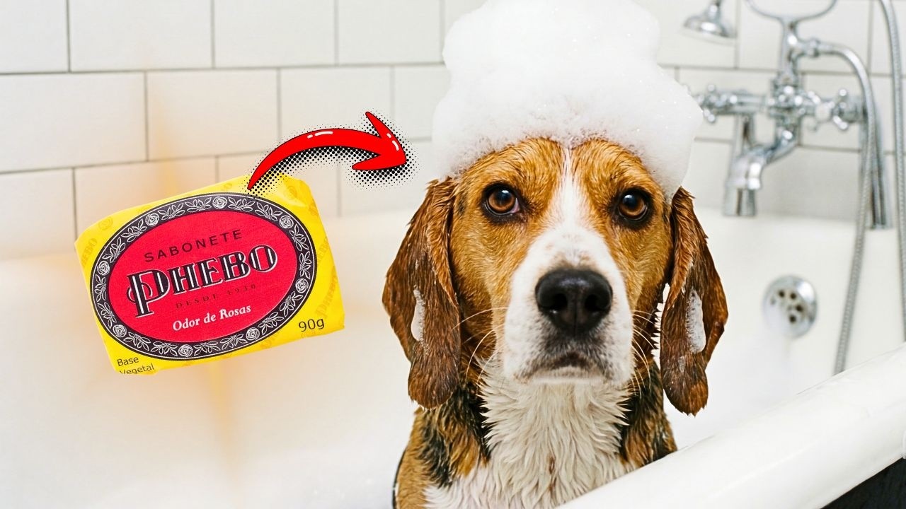 AFINAL SERÁ SIMPLES E BARATO CURAR DERMATITES E COCEIRA DOS CÃES COM ESTE SABONETE POPULAR?